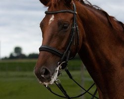 dressage horse Quickstepp (Hanoverian, 2013, from Quaterhall)