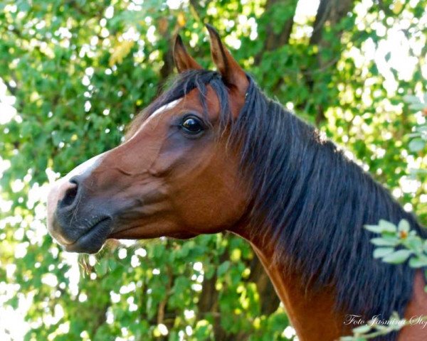 horse Mounafes (Arabian thoroughbred, 2010, from Mufagji ox)