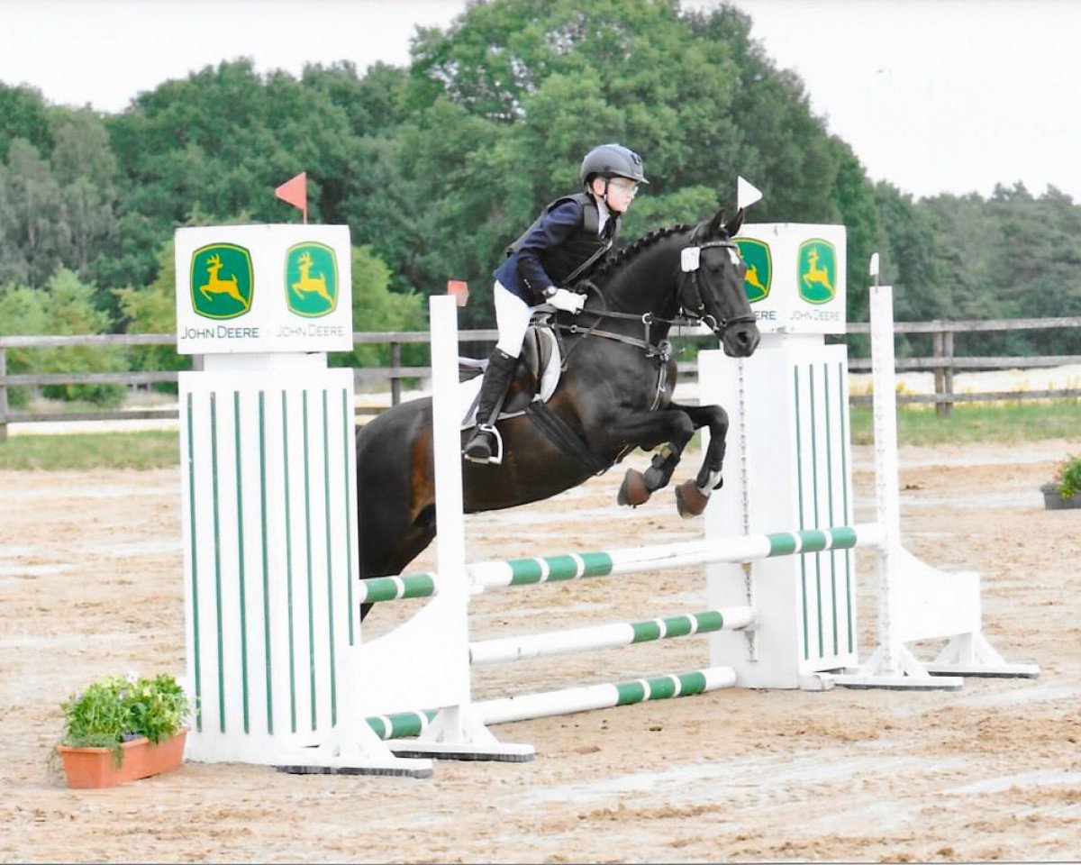 broodmare Penelope Ut Deuten (German Riding Pony, 2004, from FS Pearcy Pearson)
