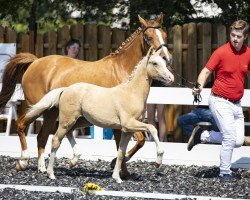 dressage horse Madame Mumpitz (German Riding Pony, 2020, from Notting Hill 2)