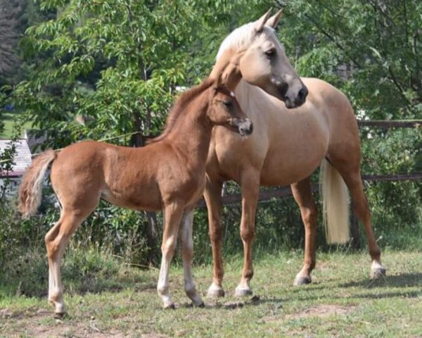 dressage horse Top Model von Brahmetal (Little German Riding Horse, 2011, from Lico D'Or)