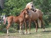 broodmare Top Model von Brahmetal (Little German Riding Horse, 2011, from Lico D'Or)