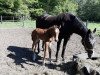 jumper High Five TH (Westphalian, 2020, from Hickstead Blue)