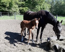 Springpferd High Five TH (Westfale, 2020, von Hickstead Blue)