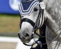 dressage horse Color of my Dreams (Holsteiner, 2010, from Cezaro)