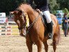 jumper No Problem R (German Sport Horse, 2005, from No Limit)