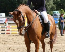 jumper No Problem R (German Sport Horse, 2005, from No Limit)