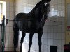 stallion Lux II Z (Zangersheide riding horse, 1995, from Lord Calando)