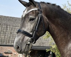 Zuchtstute Lana PST (KWPN (Niederländisches Warmblut),  , von Firestone)