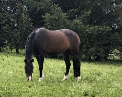 dressage horse Queena (German Warmblood, 2012, from Quaterhall)