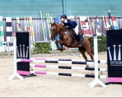 jumper Dimanche (German Riding Pony, 2006, from FS Don't Worry)