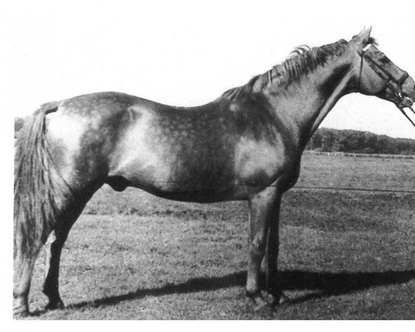 stallion Tertzky (Trakehner, 1937, from Hyperion)