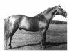 stallion Tertzky (Trakehner, 1937, from Hyperion)