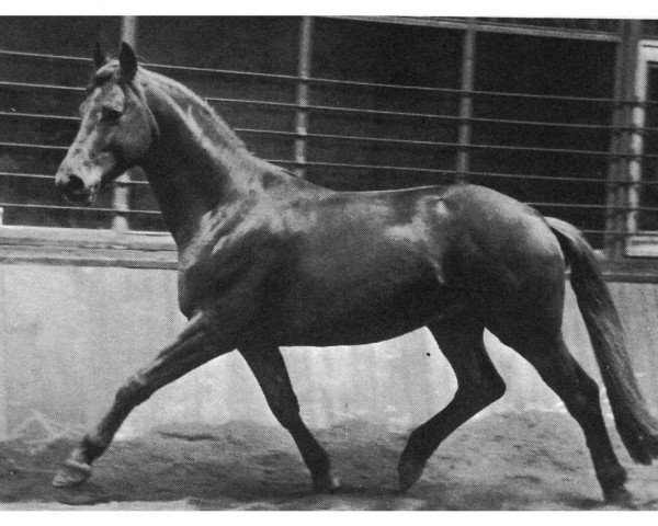 Dressurpferd Bandito (Trakehner, 1966, von Abendregen)