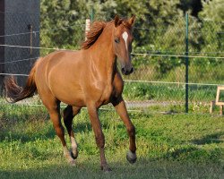 Springpferd Lycanus CB (Mecklenburger, 2016, von Lacaro 2)