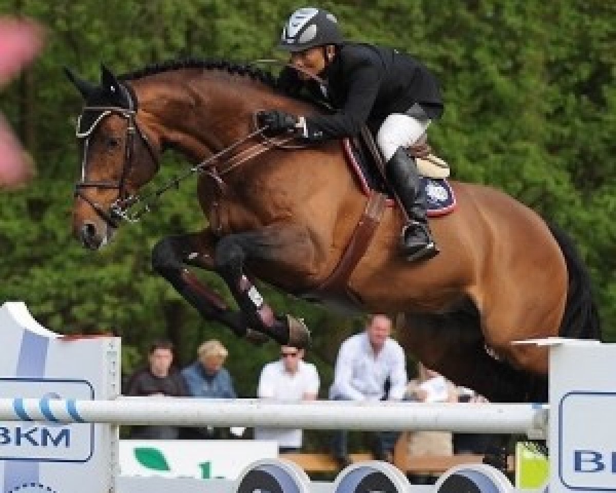 stallion Jumpy des Fontaines (Selle Français, 1997, from Jus de Pomme)