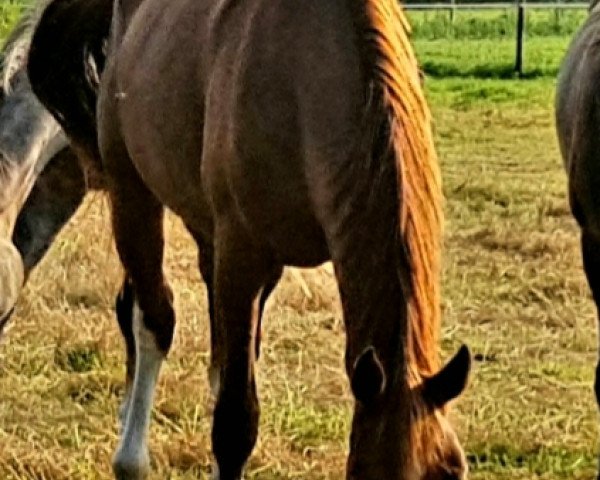 broodmare Dance on Water (Oldenburg, 2018, from Fidertanz)