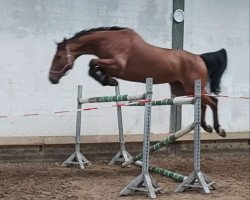 Springpferd Cachasito (Holsteiner, 2010, von Cachas)