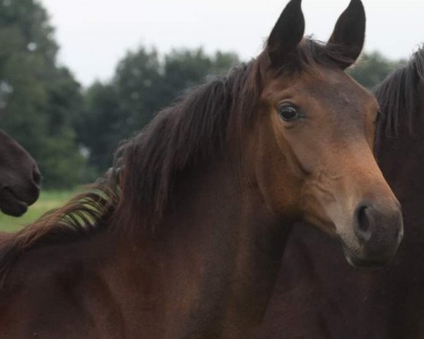 broodmare Daytona HC (Oldenburg, 2019, from Don Martillo)