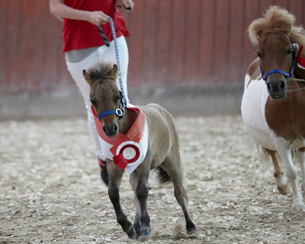 Pferd Ari PBS (Shetland Pony (unter 87 cm), 2019, von Aloubet van 't Barreeltje)