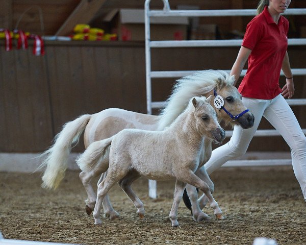 Pferd Florence PBS (Shetland Pony (unter 87 cm), 2020, von Piano von Weiß)