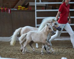 horse Florence PBS (Shetland pony (under 87 cm), 2020, from Piano von Weiß)