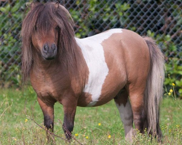 Deckhengst Aloubet van 't Barreeltje (Shetland Pony (unter 87 cm), 2006, von Uno van de Zandhoven)