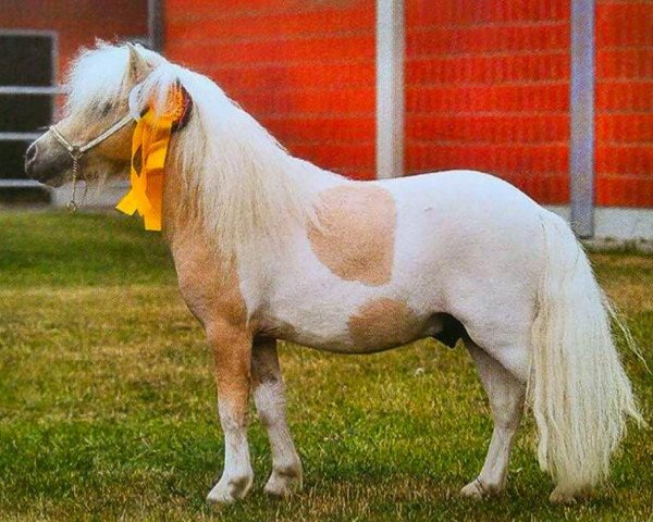 Deckhengst Piano von Weiß (Shetland Pony (unter 87 cm), 2012, von Fleetwood Ley Parson)