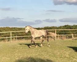 jumper Captain Cracker 2 (Holsteiner, 2011, from Corrado I)