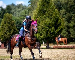 jumper Sunny Boy 379 (German Riding Pony, 2009, from Scampi)