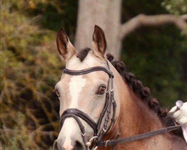 broodmare Nobel Naomi (German Riding Pony, 2011, from Nobel Nagano NRW)