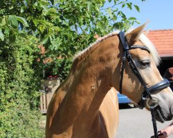 Pferd Amelie (Haflinger, 2012, von Argentino II)