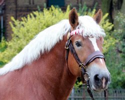 stallion Carat (Rhenish-German Cold-Blood, 2010, from Cato)