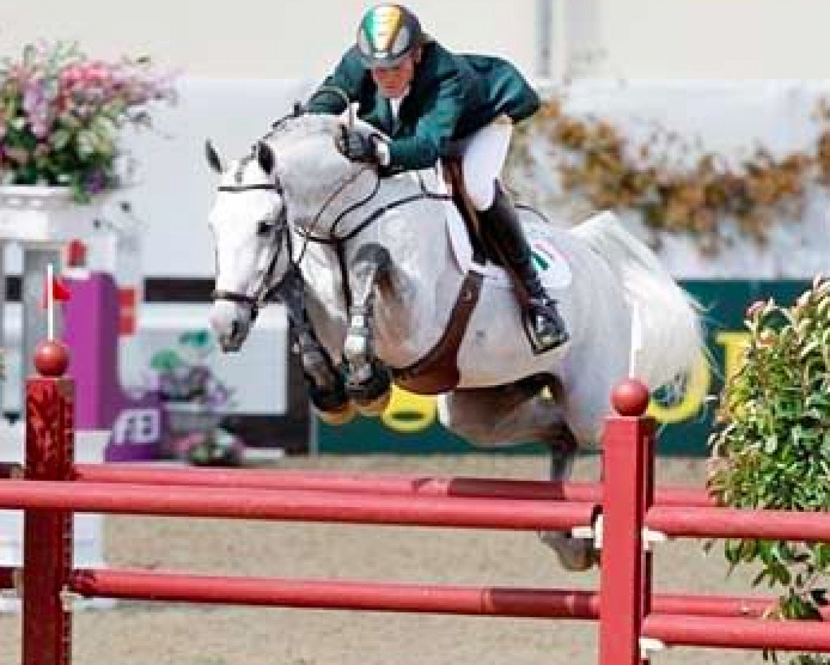 stallion Livello (Holsteiner, 1999, from Limbus)