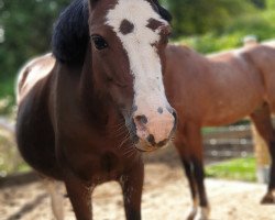 Zuchtstute Cwmhendy My Anwen (Welsh Mountain Pony (Sek.A), 2005, von Escley Thimble)