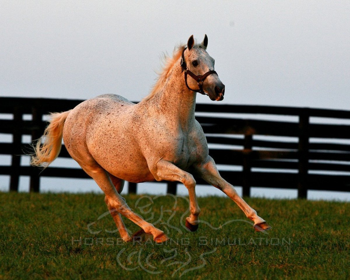 Deckhengst El Prado xx (Englisches Vollblut, 1989, von Sadler's Wells xx)