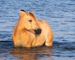 Zuchtstute Lizza vom Eekbarg (Fjordpferd, 2010, von Thor 43)