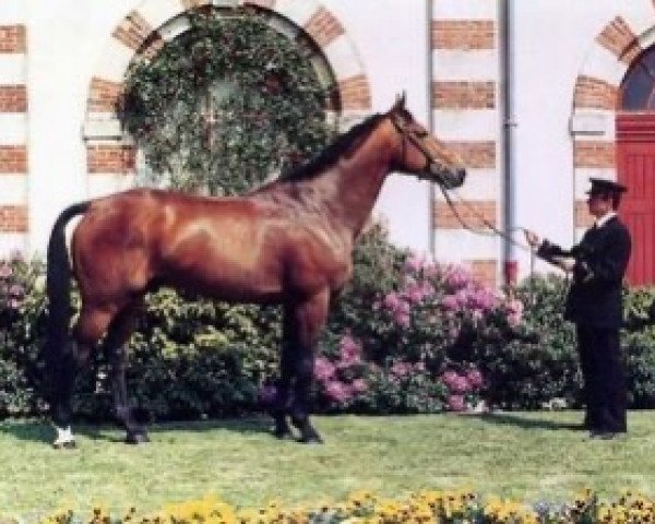 stallion Brandy de la Cour (Selle Français, 1989, from Rosire)