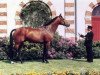 stallion Brandy de la Cour (Selle Français, 1989, from Rosire)