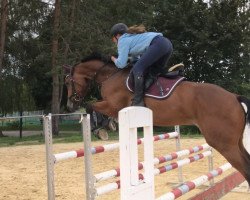 jumper Acento 5 (Oldenburg show jumper, 2013, from Araconit)