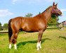 horse Cats Brown Tequila (Little German Riding Horse, 2004, from Cats Carmin Fox)