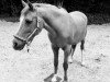 dressage horse Malve (Pony without race description, 1994)