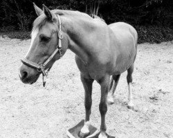 dressage horse Malve (Pony without race description, 1994)