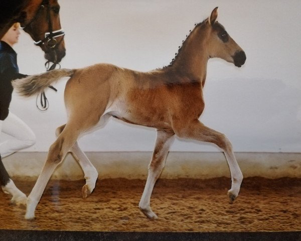 dressage horse La Dantina (Bavarian, 2013, from Dante Weltino Old)