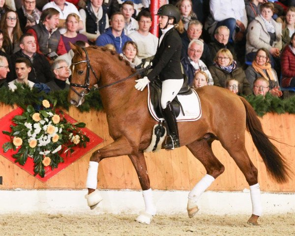 stallion Van Primero (Oldenburg, 2015, from Van Vivaldi)