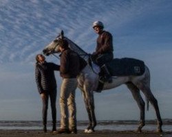 stallion Grey Lion xx (Thoroughbred, 2012, from Galileo xx)