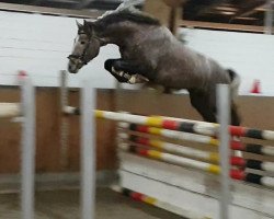 jumper Choice DB (Oldenburg show jumper, 2015, from Clintissimo 197 FIN)