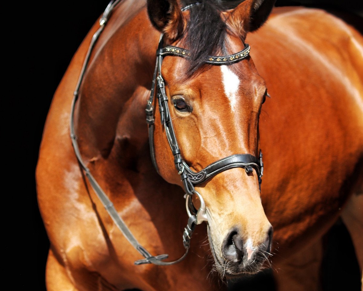 dressage horse Lesley Mc Neel (Bavarian, 2013, from Florenciano 6)