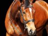 dressage horse Lesley Mc Neel (Bavarian, 2013, from Florenciano 6)