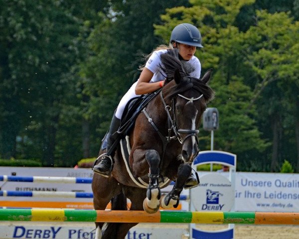 jumper Velvetino (German Riding Pony, 2010, from Vincent)